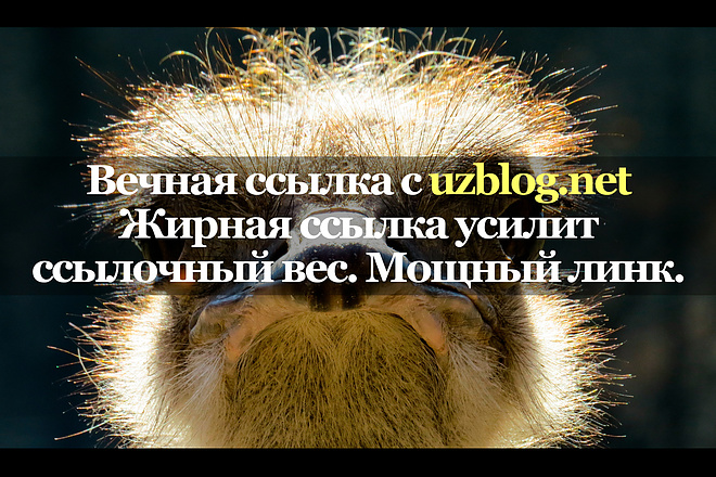 Уникальная ссылка с сайта uzblog.net