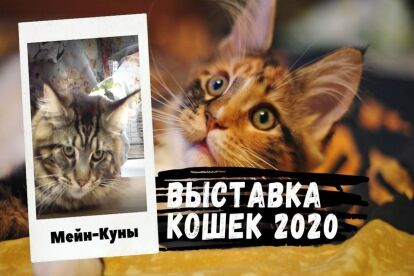Сделаю 4 Превью для видео на YouTube. Значок для видео на YouTube