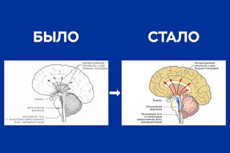 Подготовлю иллюстрации для вашей презентации, статьи или книги