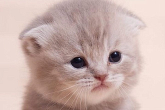 Котята милые существа ,которые мне нравятся