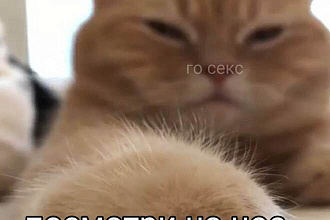Редакция социальной сети
