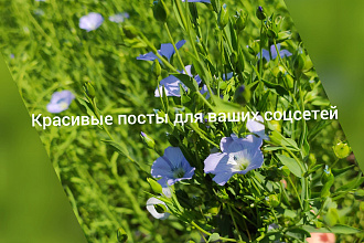 Пишу посты для соцсетей