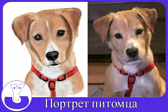 Нарисую портрет питомца