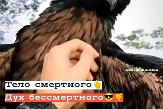 Сделаю музыкальный вайн или видео с текстом песни