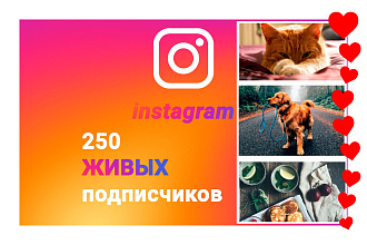 250 живых подписчиков Инстаграм Реальные подписчики Instagram
