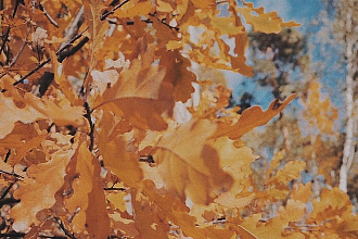 Стихи, рассказы, статьи на любую тему. Набор текста с любых источников