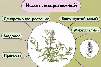 Создам инфографику