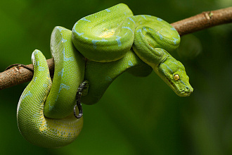 Напишу парсер на Python