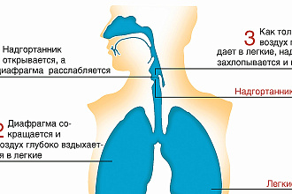 Отрисовка медицинских иллюстраций в векторе