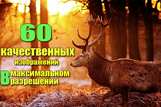 Скачаю изображения с крутых фотобанков - 60 файлов