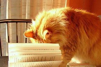 Корректура текста
