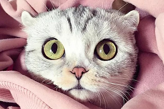 Напишу 20 замурчательных постов в Instagram на любую тему