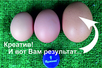 Напишу сценарий рекламной акции