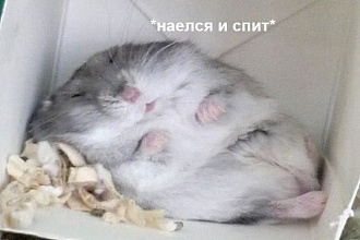Фальшивая переписка