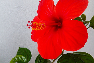 Имею высшее образование, быстро набираю текст , работаю 10 лет