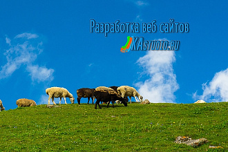 Разработка сайта