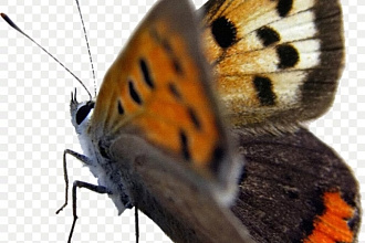 Удаление фона с фотографий
