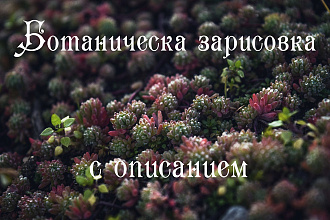 Нарисую ботаническую зарисовку с описанием