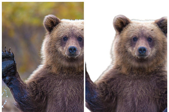 Удалю задний фон вашей фотографии или картинки, недорого