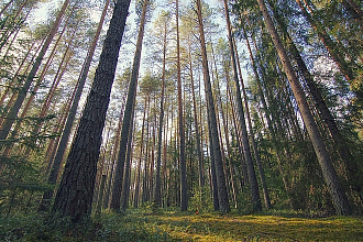 Дизайн сайта и лого