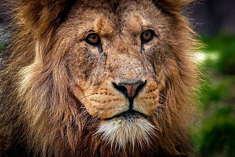 Удаления фона