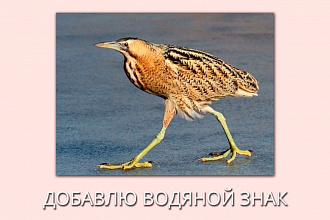 Добавлю водяной знак на фото