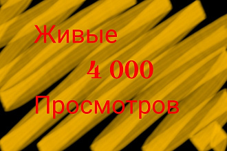 4000 просмотров на видео в YouTube, вывод в ТОП