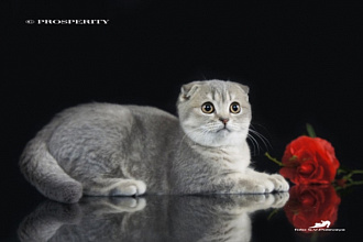 Логотип из фотографии