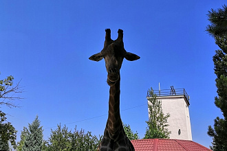 Переведу с английского