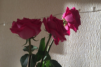 Детские сказки и рассказы