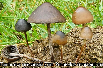На кручу лайков, комментариев