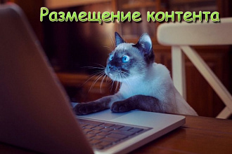 Размещение контента в любой CMS