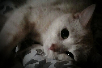 Специалист по рекламе и пиар. Специальные меропрития