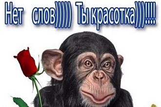 Переведу текст. Я носитель русского и английского языков