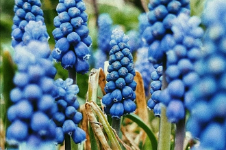Предметная и nature фотосъёмка