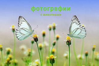 Топ 10 фотографий с животными - подборка